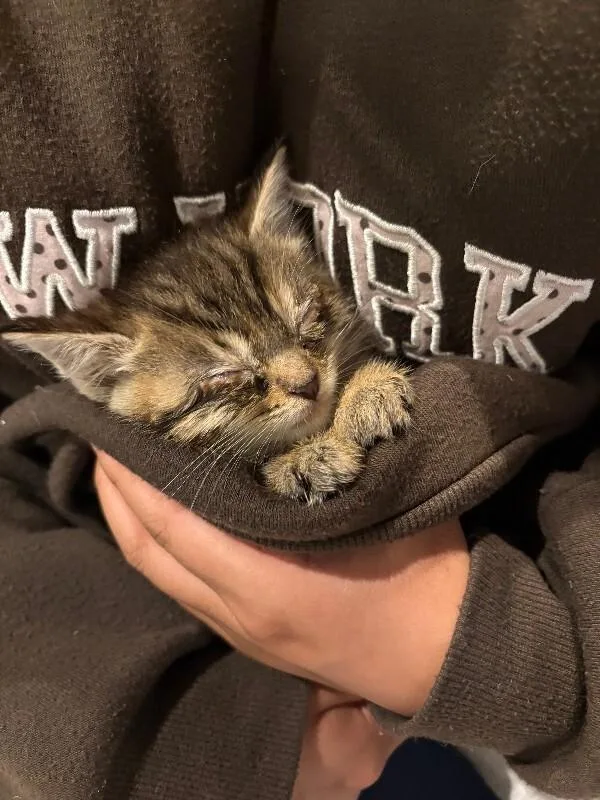 A young small-sized female Tabby (Brown / Chocolate) Domestic Short Hair cat named Roxie for adoption in Cincinnati, OH