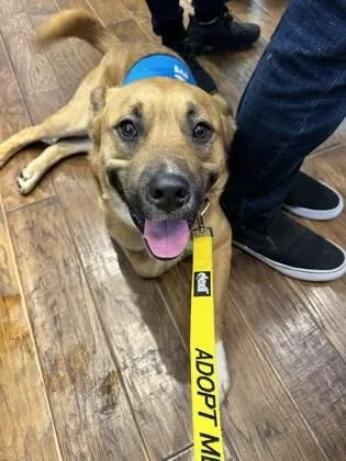 An adult large-sized male Mixed Breed dog named Scooby for adoption in Atlanta, GA