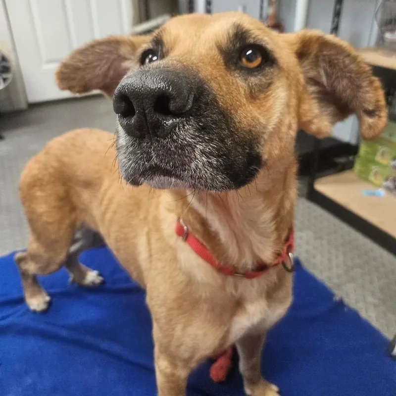 An adult medium-sized female Shepherd dog named Hazel for adoption in Spring, TX