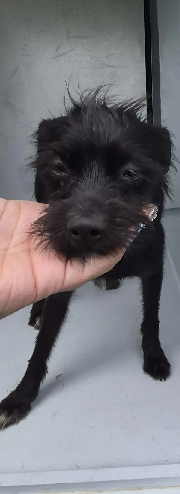 An adult small-sized female Terrier dog named Pen for adoption in Lawrenceville, GA