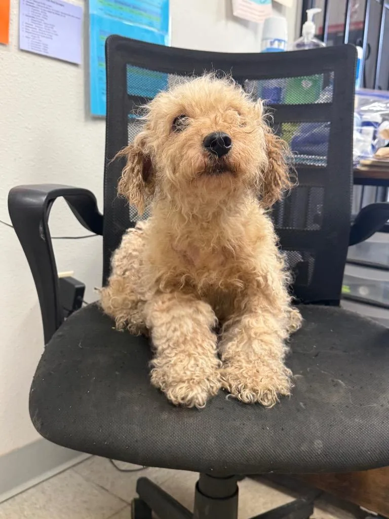 A senior medium-sized male Poodle dog named D for adoption in Sorrento, LA