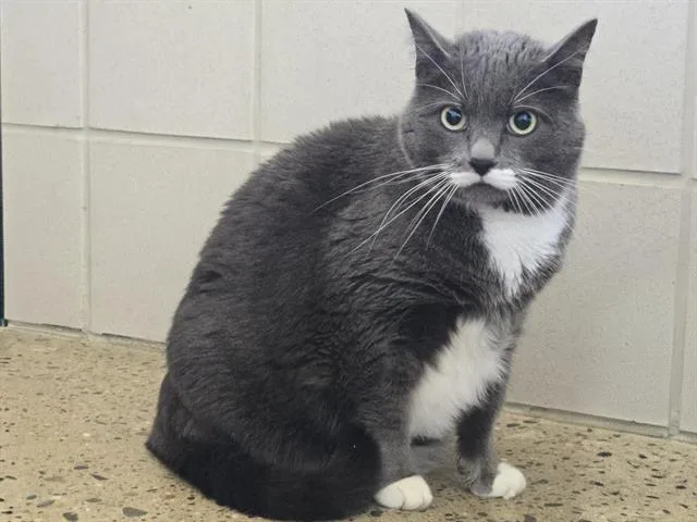 An adult medium-sized female Domestic Short Hair cat named Smokey for adoption in Auburn, CA