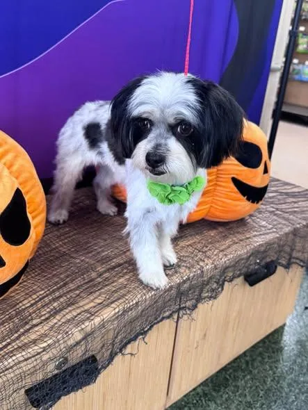 An adult small-sized female Black Shih Tzu dog named Pudding for adoption in San Tan Valley, AZ