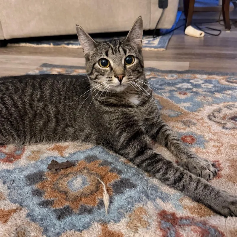 A young small-sized female Domestic Short Hair cat named Izzie for adoption in Cumming, GA