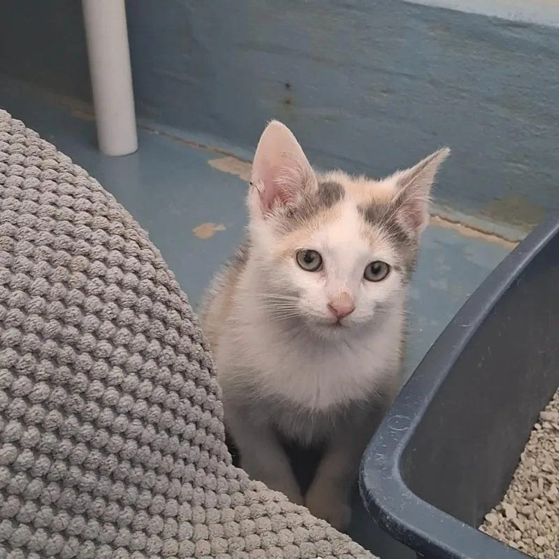 A baby small-sized female Domestic Short Hair cat named Starling for adoption in Ogdensburg, NY