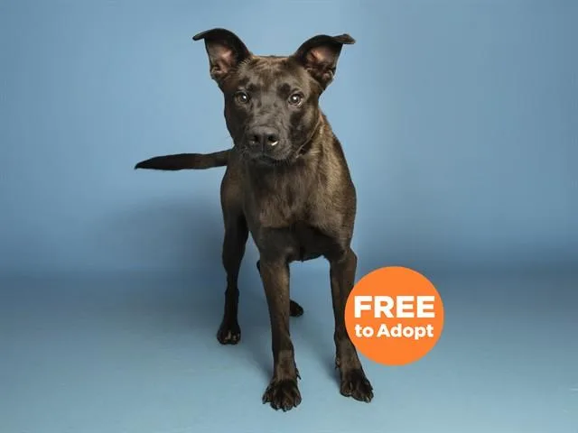 A young large-sized male Labrador Retriever dog named Dexter for adoption in Phoenix, AZ