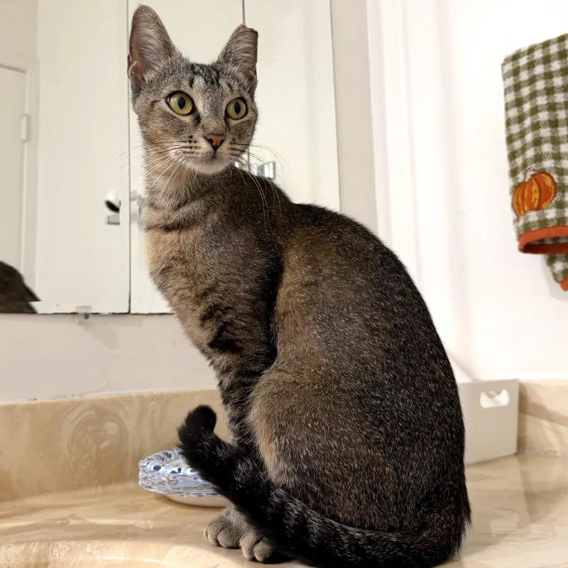 A young medium-sized female Brown / Chocolate Domestic Short Hair cat named Gail for adoption in Sunnyvale, CA
