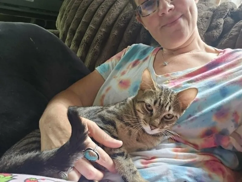 A young medium-sized male Domestic Short Hair cat named Junior for adoption