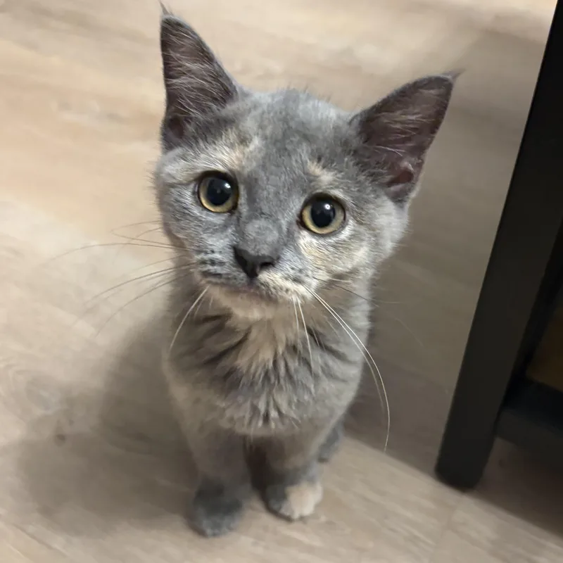 A baby medium-sized female Dilute Calico Domestic Short Hair cat named Lucky Charm for adoption in Washington, PA