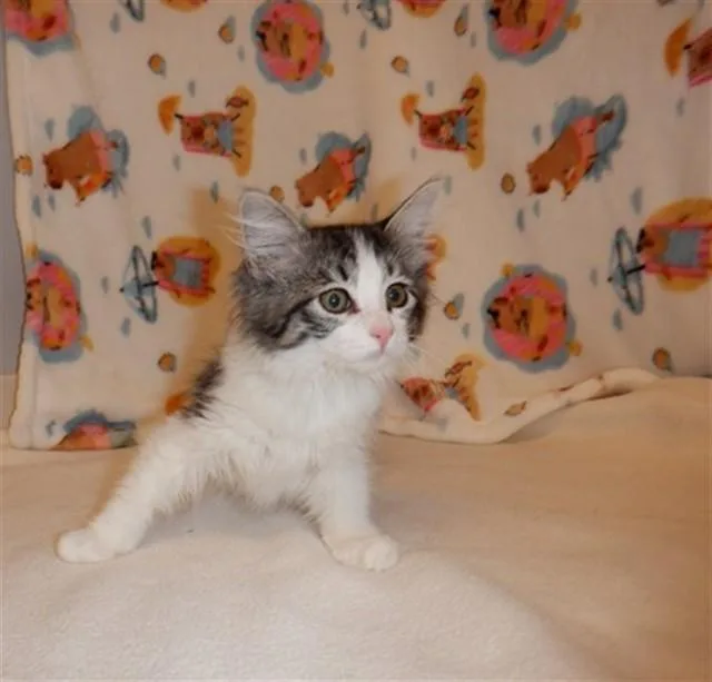 A baby small-sized female Domestic Medium Hair cat named Peach for adoption in San Jose, CA