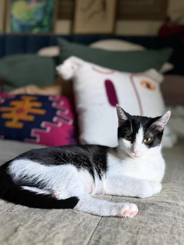An adult medium-sized female Black & White / Tuxedo Domestic Short Hair cat named Cee Cee for adoption in Dallas, TX