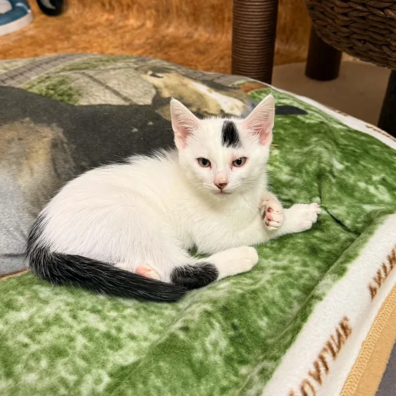 A baby medium-sized male Domestic Short Hair cat named Jax for adoption in San Anselmo, CA