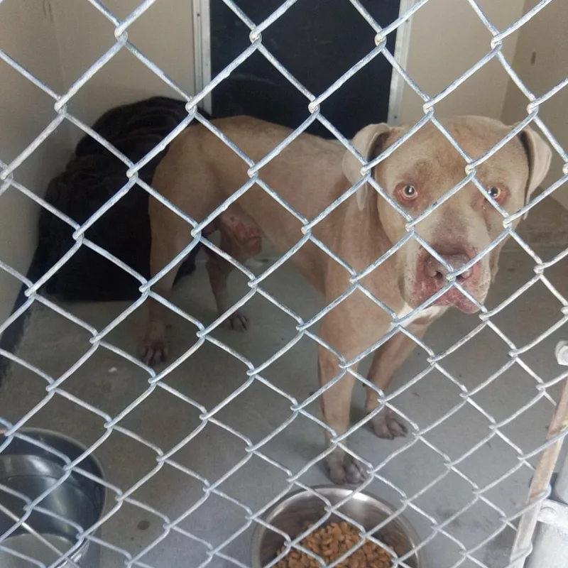 An adult medium-sized male White / Cream Pit Bull Terrier dog named IVHSStray for adoption in San Gabriel, CA