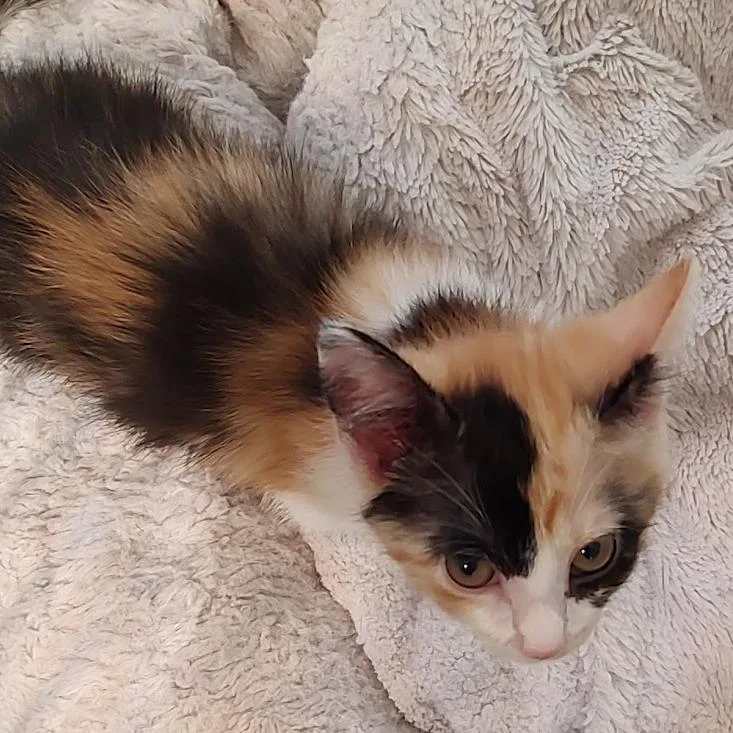 A baby small-sized female Calico Domestic Short Hair cat named Kimberly for adoption in Fairfax Station, VA