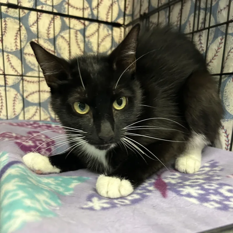 A young medium-sized female Black & White / Tuxedo Domestic Short Hair cat named Duchess for adoption in Mokena, IL