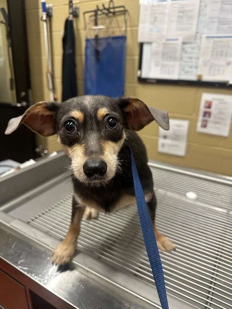 A young small-sized female Chihuahua dog named Indie for adoption in Douglasville, GA