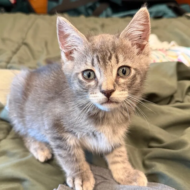 A baby small-sized male Gray / Blue / Silver Domestic Short Hair cat named Andy for adoption in Escondido, CA