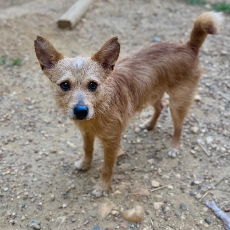 An adult small-sized male Yellow / Tan / Blond / Fawn Mixed Breed dog named Firecracker for adoption in Fredericksburg, VA