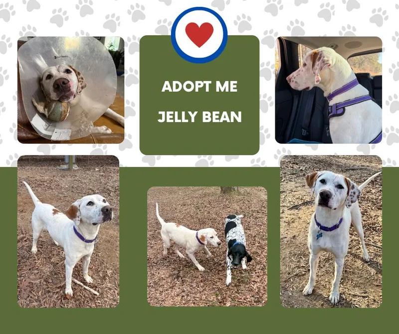 A young medium-sized male White / Cream English Pointer dog named Jelly Bean for adoption in Bridgeton, NJ