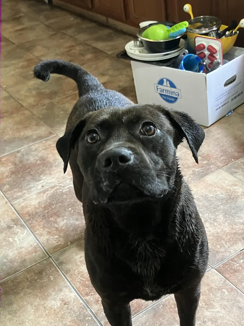 An adult medium-sized female Black Pug dog named Dorado for adoption in Shreveport, LA