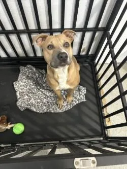 An adult medium-sized male Yellow / Tan / Blond / Fawn Pit Bull Terrier dog named Rooster for adoption in Woodbine, GA