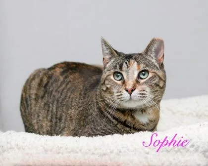 An adult large-sized female Domestic Short Hair cat named Sophie for adoption in Parma, OH