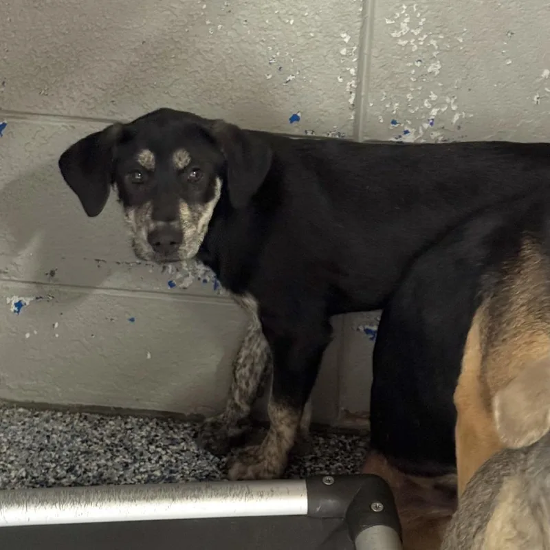 A baby small-sized male Black Mixed Breed dog named Gq for adoption in Beaumont, TX