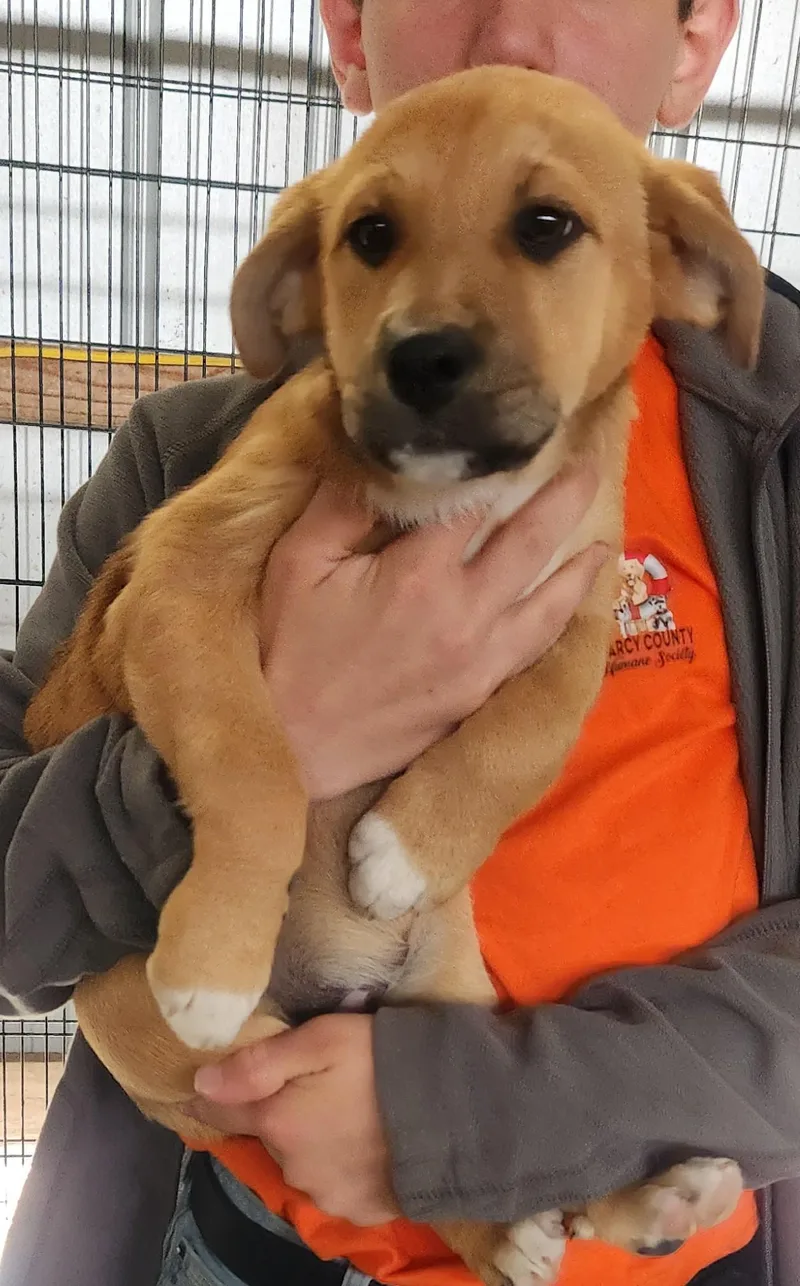 A baby medium-sized female Mixed Breed dog named Meeka for adoption in Manchester, CT