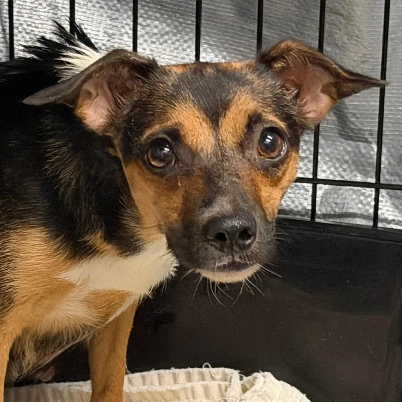 An adult small-sized female Black Mixed Breed dog named Clover for adoption in DeKalb, IL