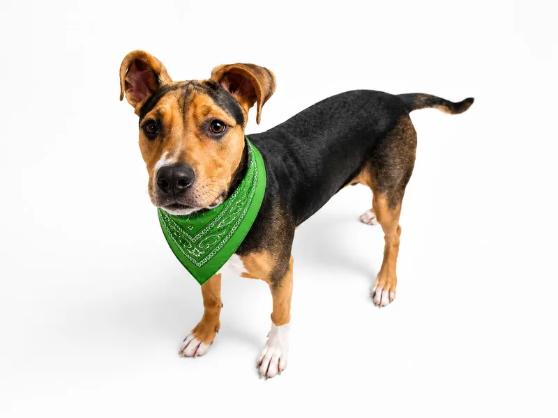 A young medium-sized male Black Mouth Cur dog named Obi for adoption in Houston, TX