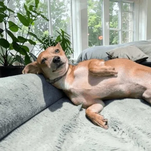 An adult small-sized male Yellow / Tan / Blond / Fawn Chihuahua dog named Trigger for adoption in Fort Worth, TX