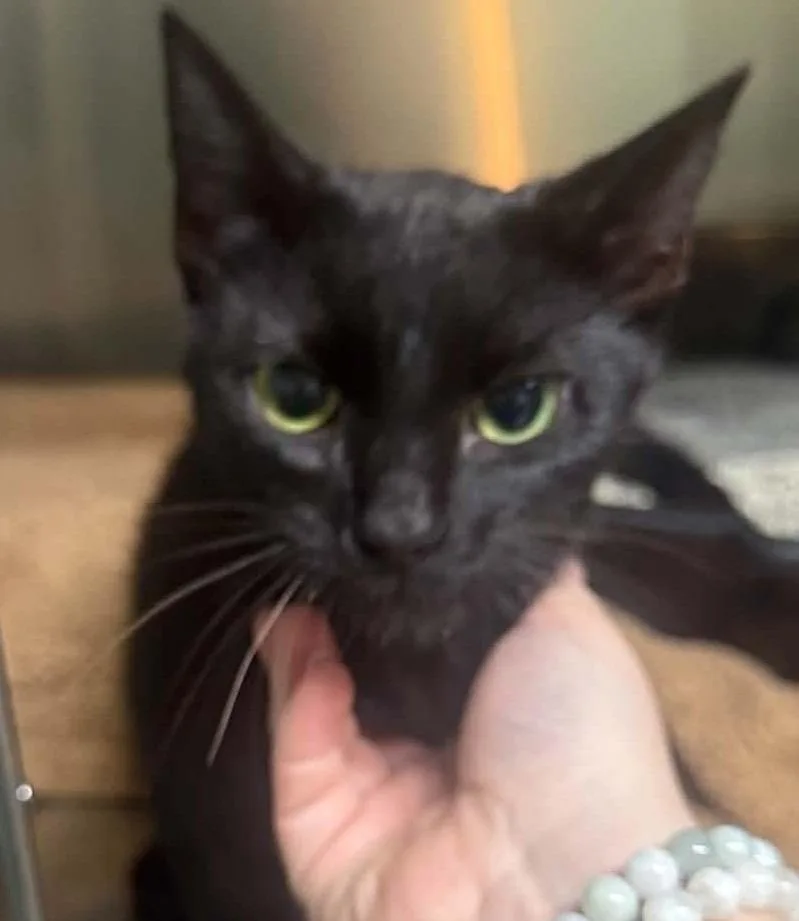 A young medium-sized female Domestic Short Hair cat named Keely for adoption in Waverly, TN