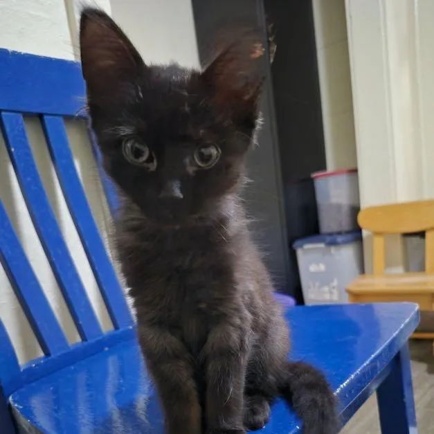 A baby small-sized female Domestic Short Hair cat named Skipper for adoption in Portage, MI