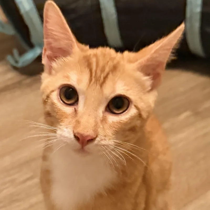 A baby medium-sized male Tabby (Orange / Red) Domestic Short Hair cat named Ozzy for adoption in San Diego, CA