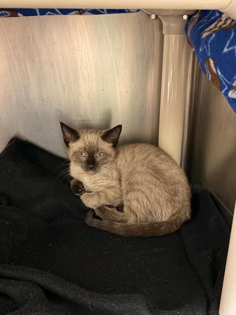 A baby small-sized female Siamese cat named Andromeda for adoption in Detroit, MI