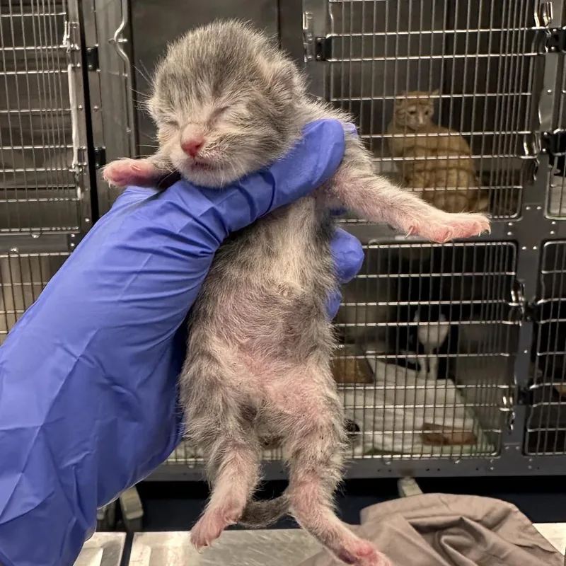A baby small-sized female Gray / Blue / Silver Domestic Short Hair cat named Phoenix for adoption in Greensboro, NC