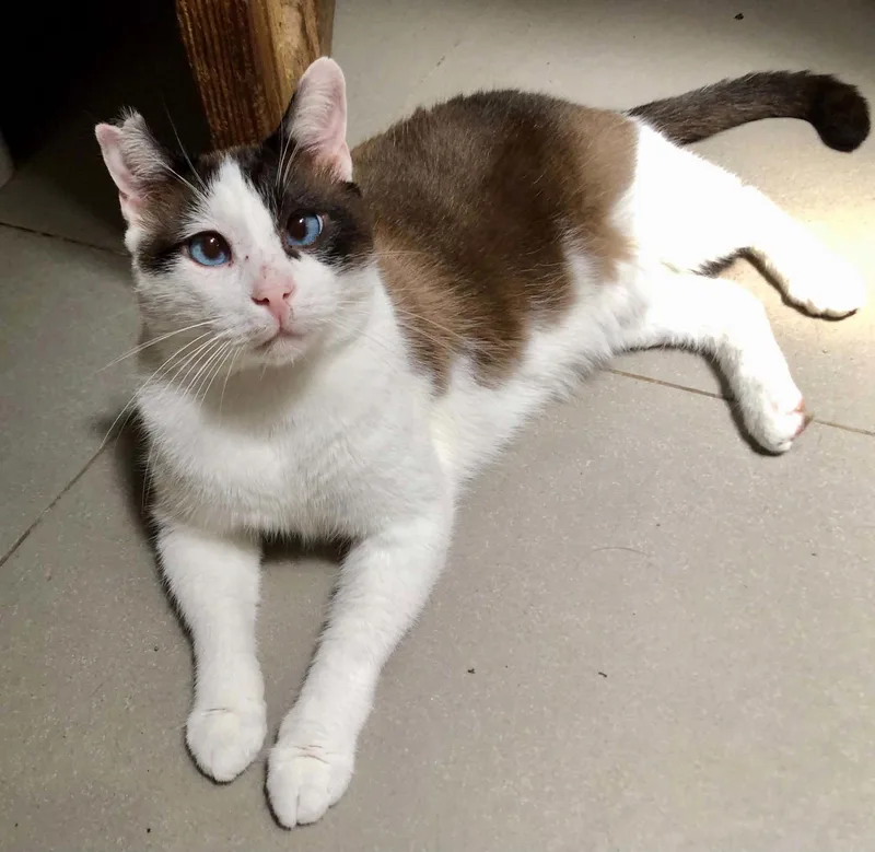 Skye
