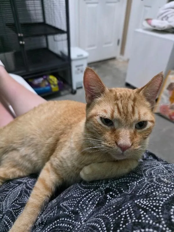 An adult medium-sized male Orange / Red Domestic Short Hair cat named Oz for adoption in Anthem, AZ