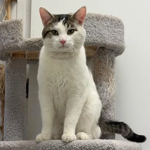 A young large-sized male White Domestic Short Hair cat named Angus for adoption in Wilmington, OH