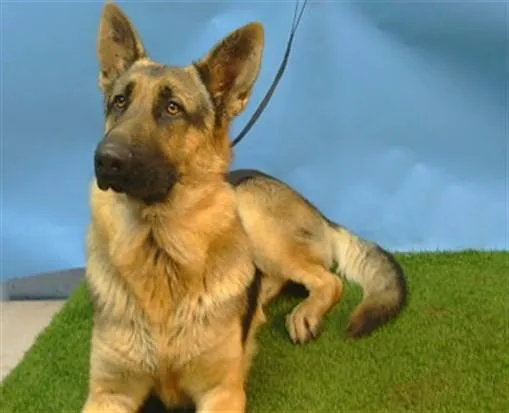 A young medium-sized male German Shepherd Dog dog named A for adoption in Gardena, CA
