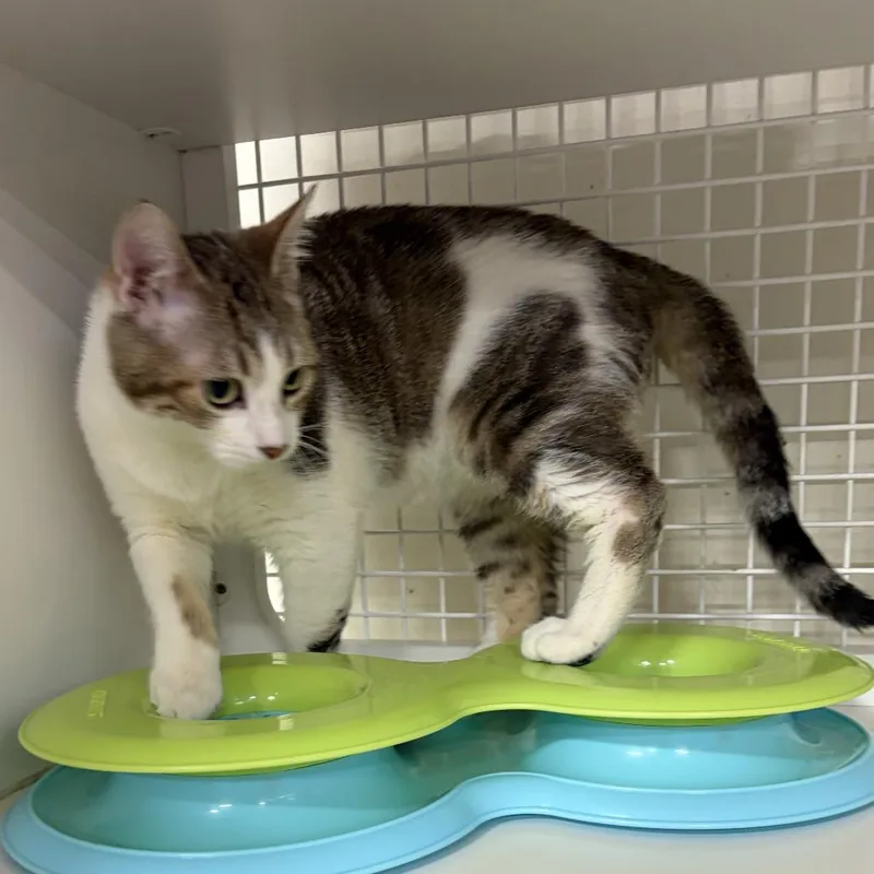 A young medium-sized male Brown / Chocolate Domestic Short Hair cat named Sunspear for adoption in St. Paul, MN