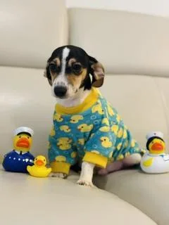 A young small-sized male Beagle dog named Copper for adoption in Miami, FL