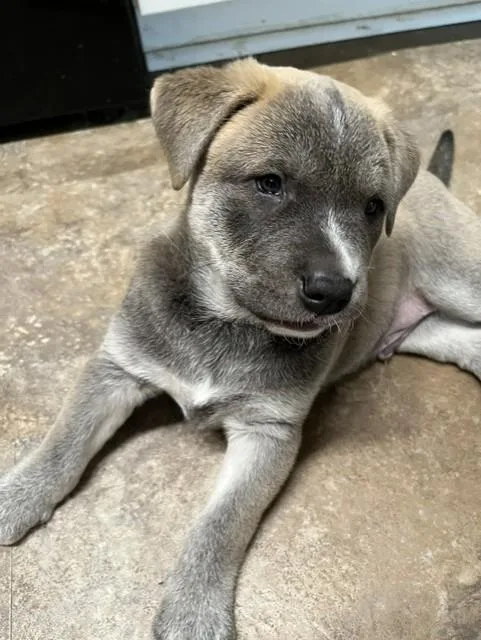 Dexter