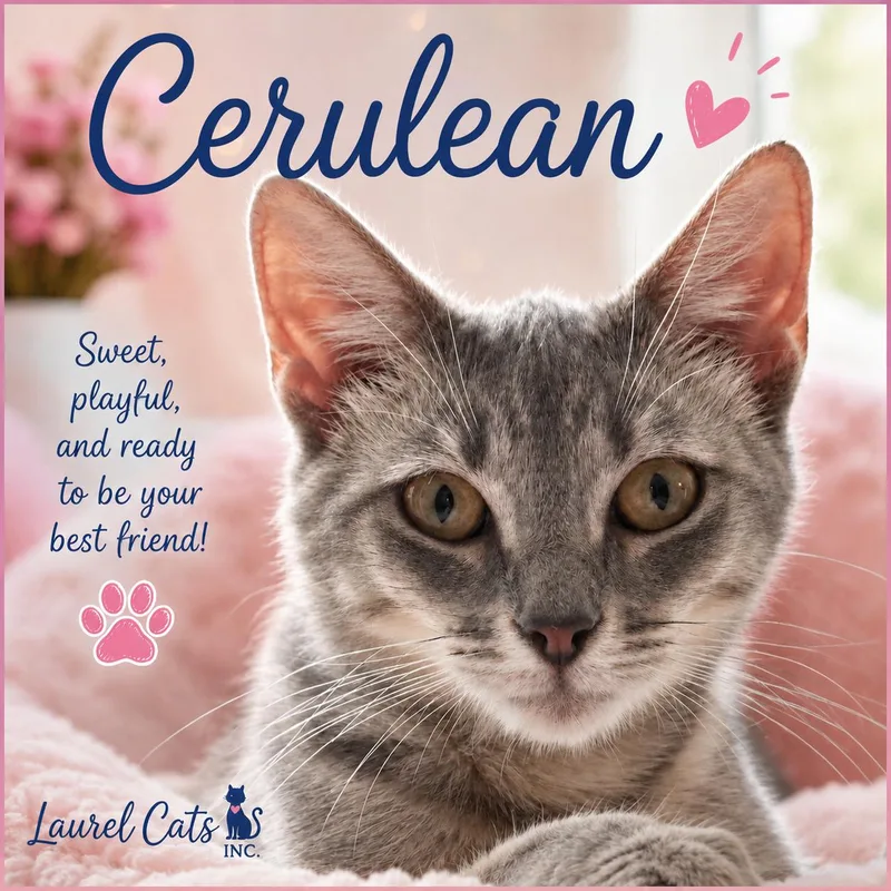 An adult medium-sized female Tabby (Buff / Tan / Fawn) Tabby cat named CeruleanQueen of the Castle for adoption in Laurel, MD