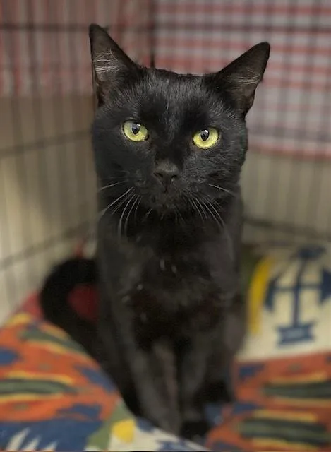 A baby medium-sized male Black Domestic Short Hair cat named Spike for adoption in Duxbury, MA