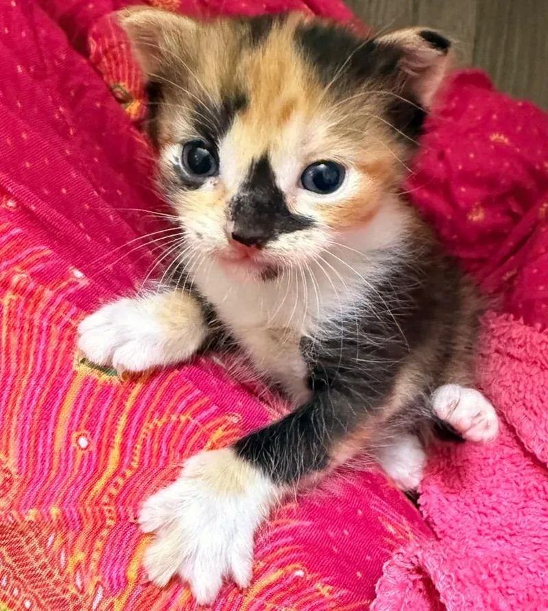 A baby small-sized female Domestic Short Hair cat named Babydoll for adoption in Defiance, OH