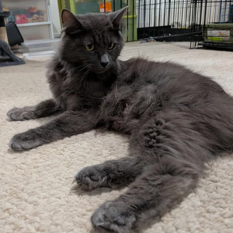 An adult medium-sized female Gray / Blue / Silver Domestic Long Hair cat named Cass for adoption in Springfield, IL
