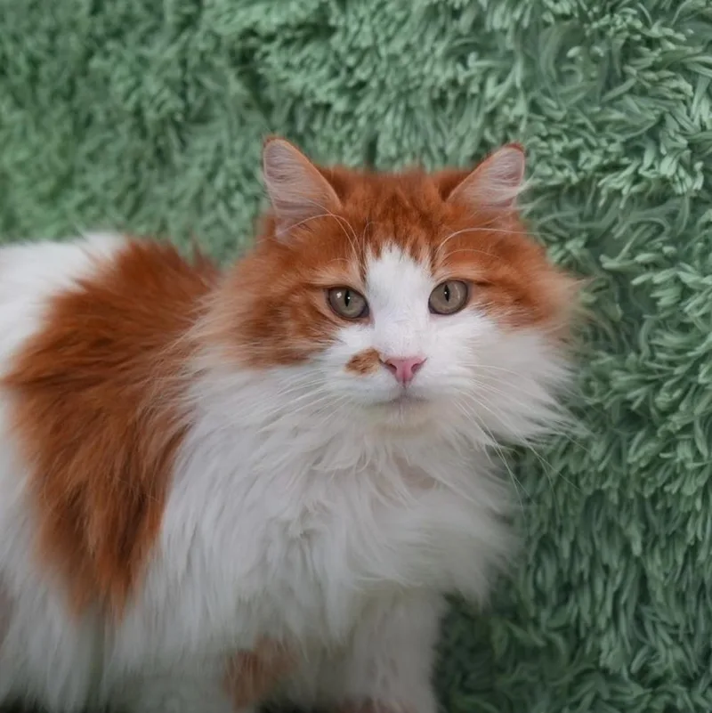 Mr. Fluffy thumbnail 2