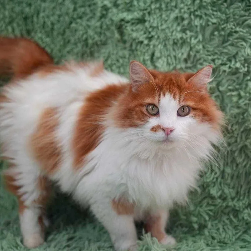 Mr. Fluffy thumbnail 3