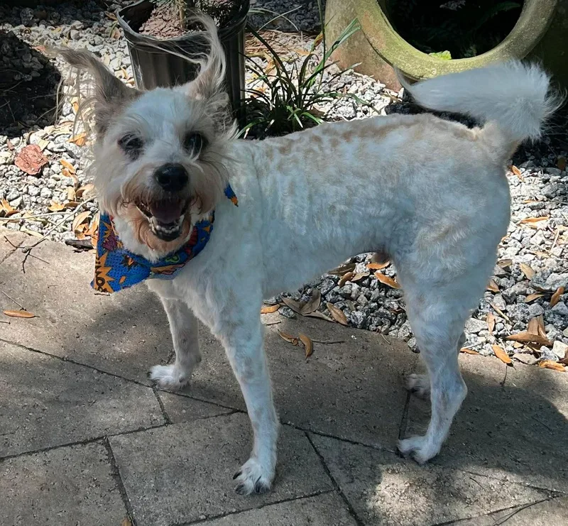 A senior medium-sized male Terrier dog named Chester for adoption in Osteen, FL